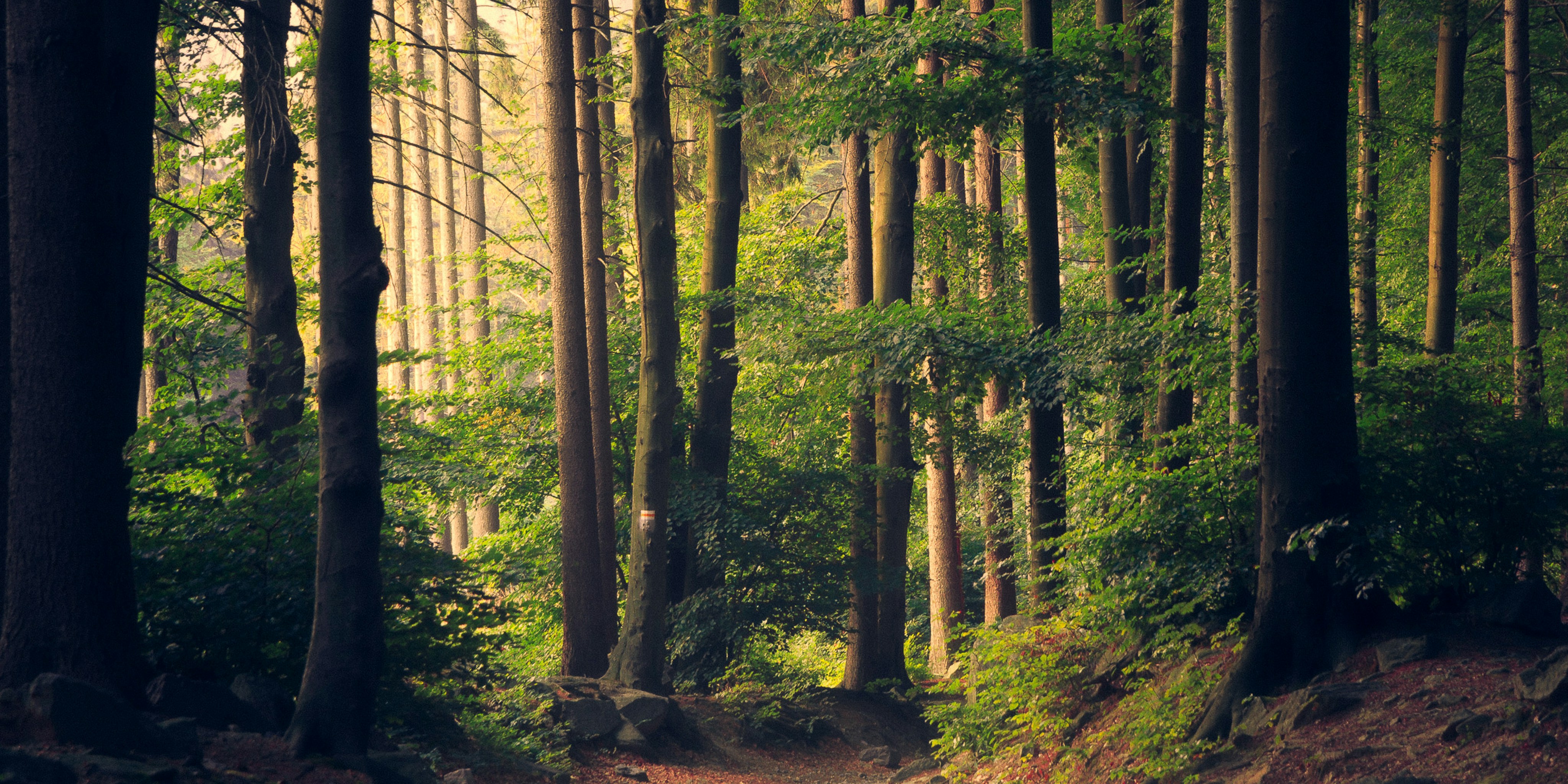 Nature Reserve Walkthrough